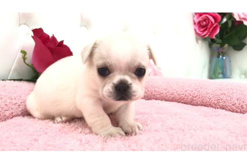販売中の埼玉県のミックス犬-396257の2枚目