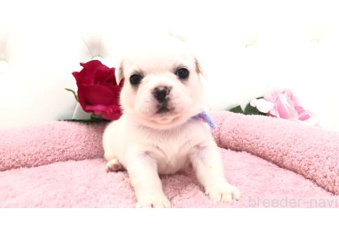 販売中の埼玉県のミックス犬-396258の1枚目
