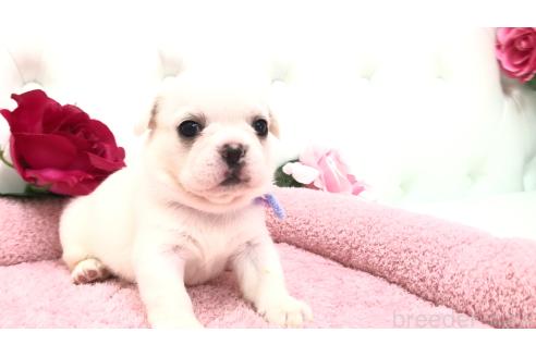 販売中の埼玉県のミックス犬-396258の18枚目
