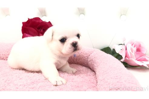 販売中の埼玉県のミックス犬-396258の17枚目