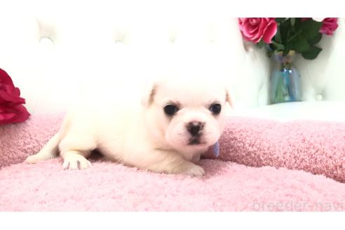 販売中の埼玉県のミックス犬-396258の16枚目