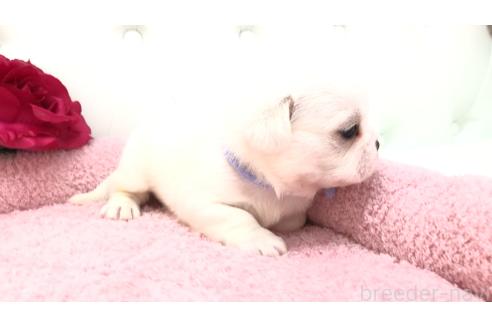 販売中の埼玉県のミックス犬-396258の15枚目
