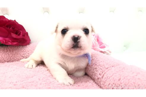 販売中の埼玉県のミックス犬-396258の14枚目