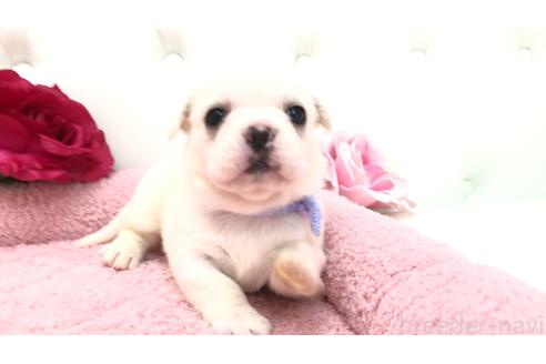 販売中の埼玉県のミックス犬-396258の13枚目