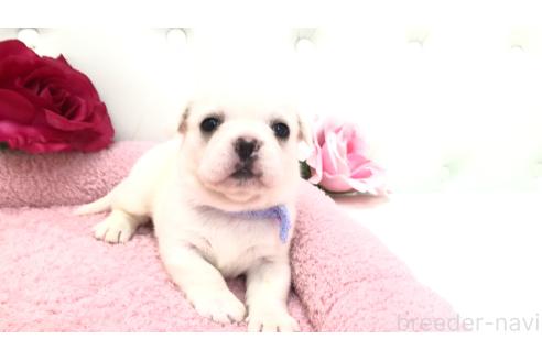 販売中の埼玉県のミックス犬-396258の12枚目