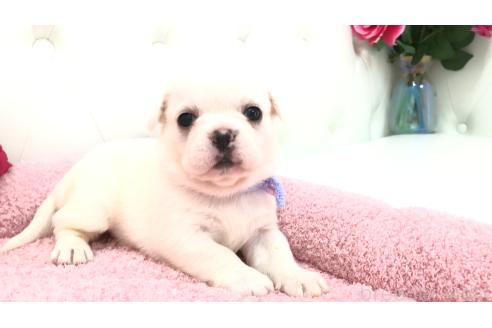販売中の埼玉県のミックス犬-396258の11枚目