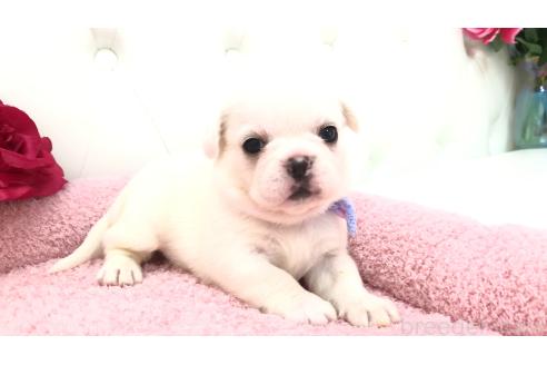 販売中の埼玉県のミックス犬-396258の10枚目
