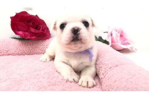 販売中の埼玉県のミックス犬-396258の9枚目