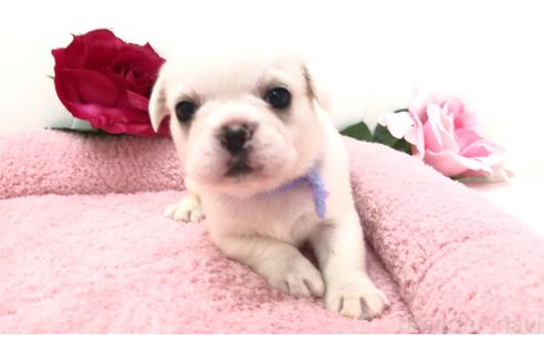 販売中の埼玉県のミックス犬-396258の8枚目