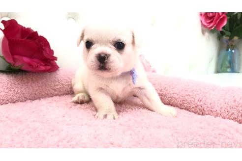 販売中の埼玉県のミックス犬-396258の7枚目
