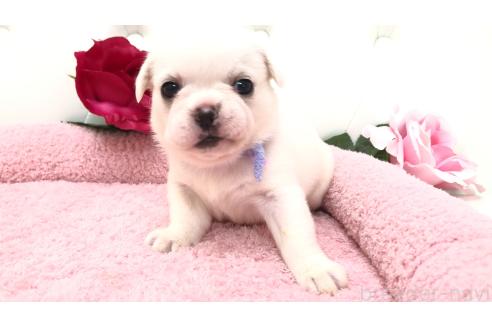 販売中の埼玉県のミックス犬-396258の6枚目