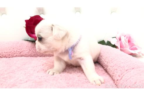 販売中の埼玉県のミックス犬-396258の5枚目