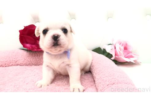 販売中の埼玉県のミックス犬-396258の4枚目
