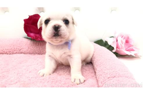 販売中の埼玉県のミックス犬-396258の3枚目
