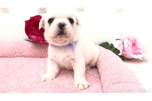 販売中の埼玉県のミックス犬-396258の2枚目