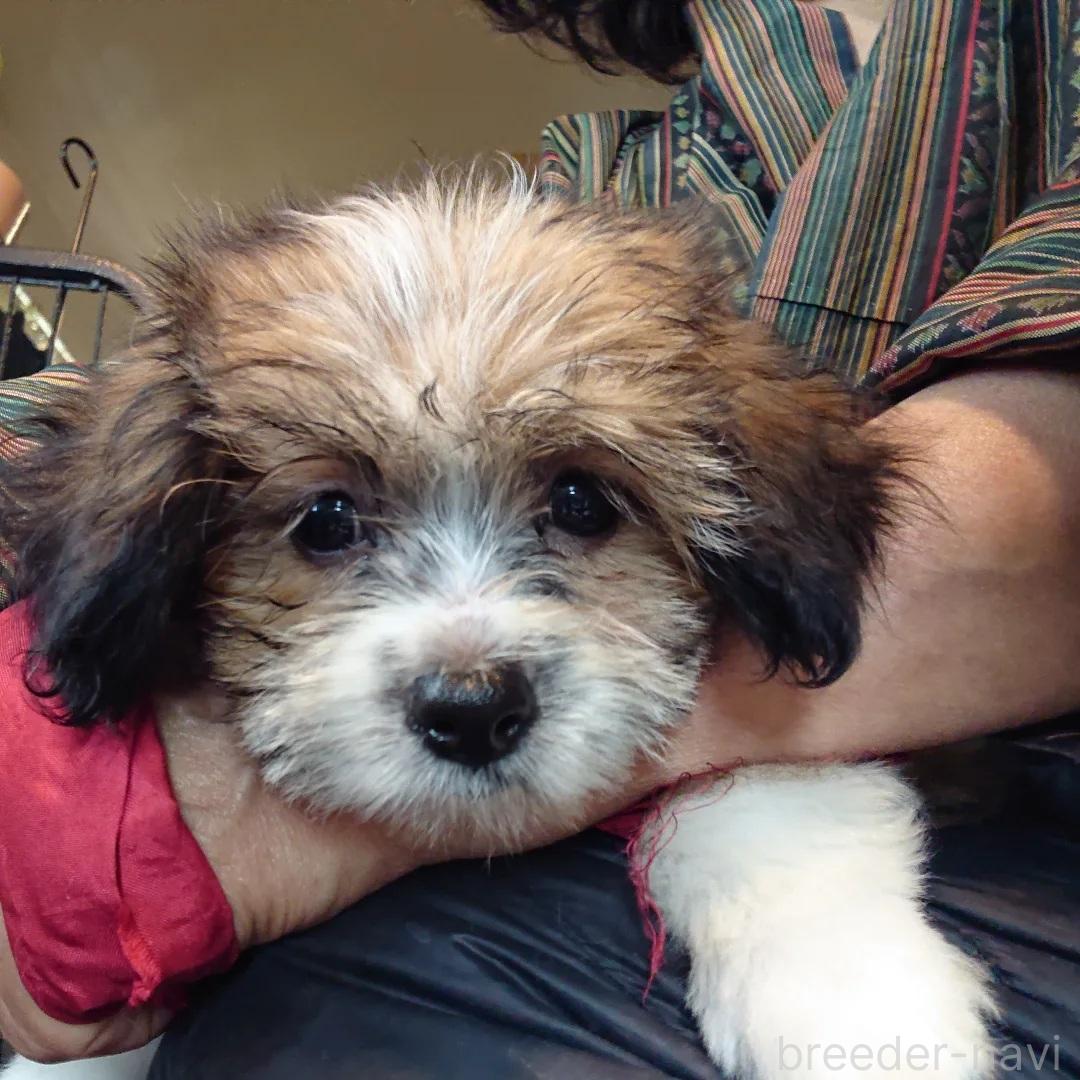 販売中の北海道のミックス犬-396259の6枚目