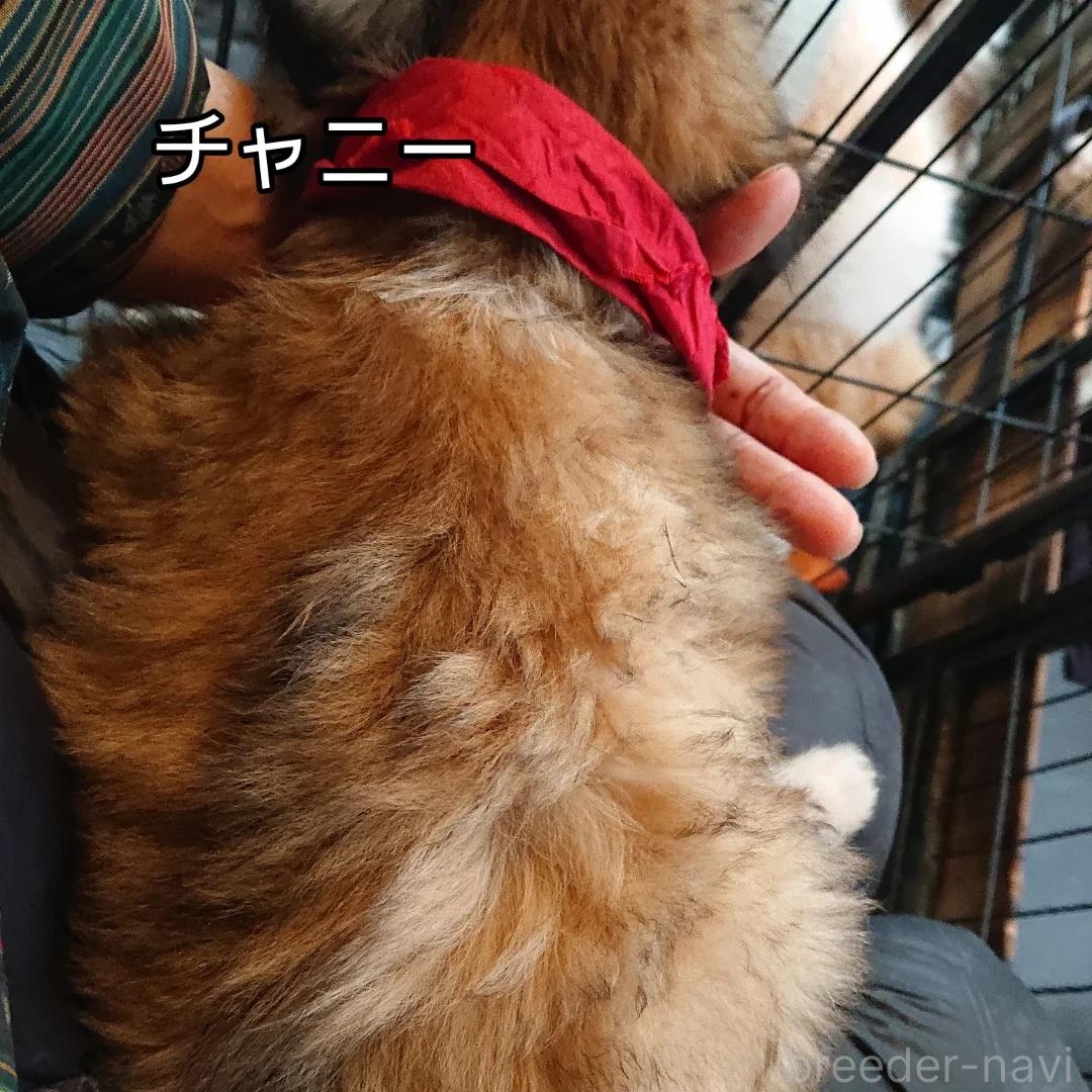 販売中の北海道のミックス犬-396259の5枚目
