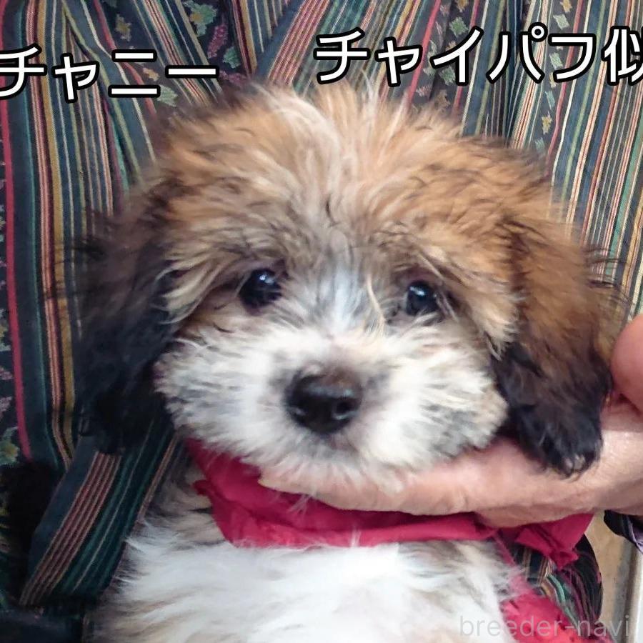販売中の北海道のミックス犬-396259の1枚目