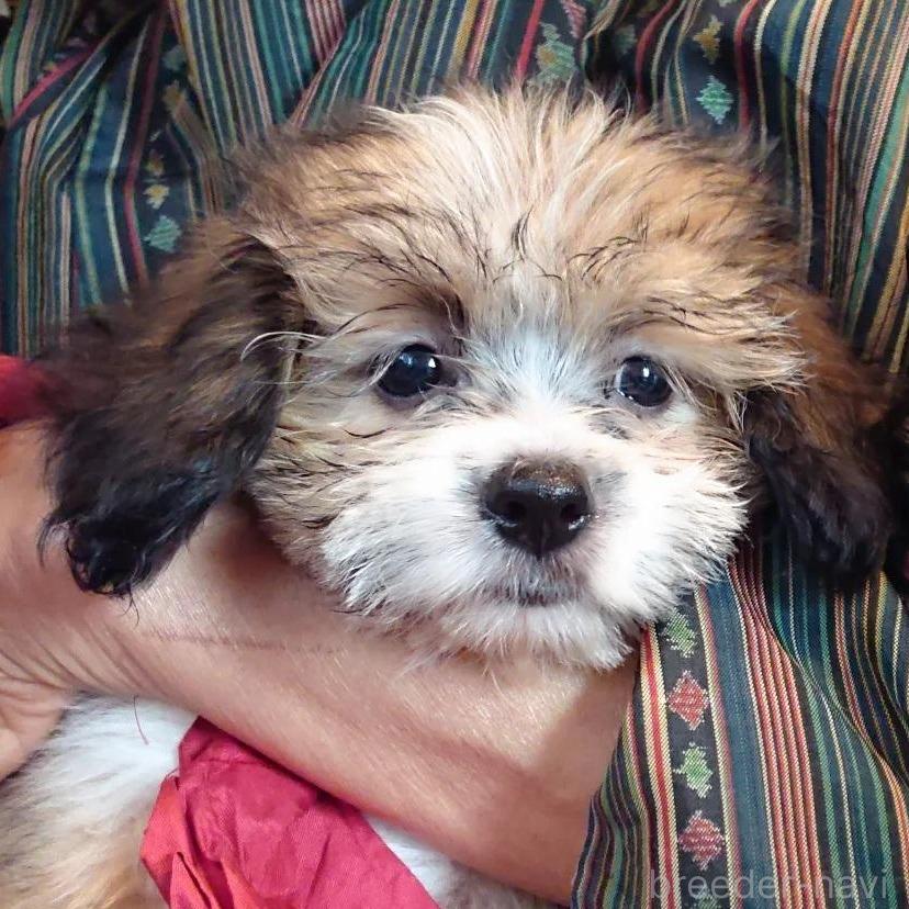 販売中の北海道のミックス犬-396259の4枚目