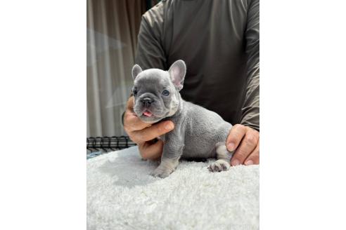 販売中の愛媛県のフレンチブルドッグ-396260の6枚目
