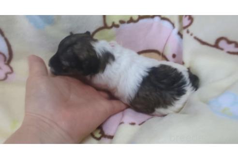 販売中の北海道のトイプードル-396263の5枚目