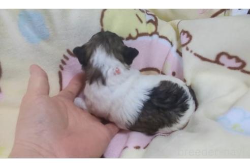 販売中の北海道のトイプードル-396263の4枚目