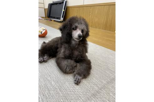 販売中の東京都のトイプードル-396266の4枚目