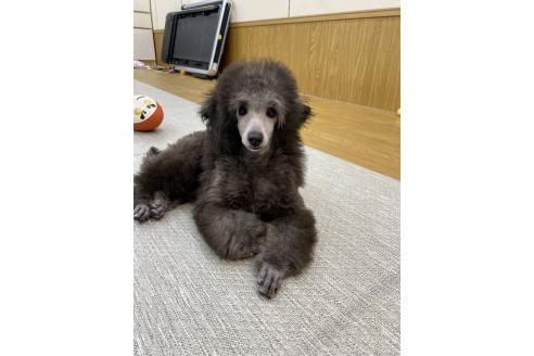 販売中の東京都のトイプードル-396266の3枚目