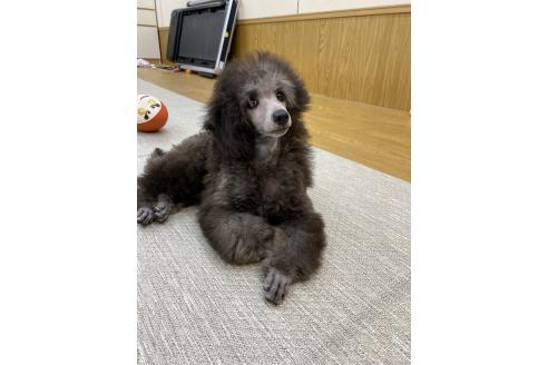 販売中の東京都のトイプードル-396266の2枚目