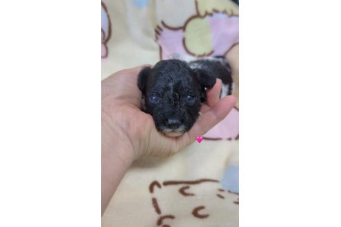 販売中の北海道のトイプードル-396264の5枚目