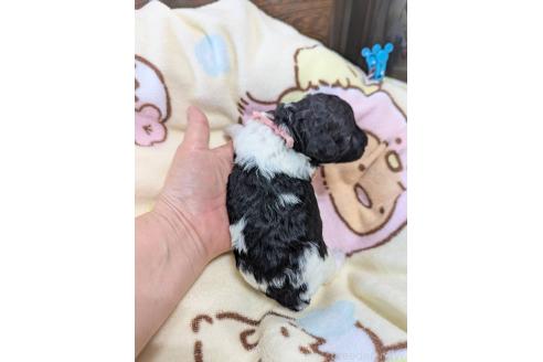 販売中の北海道のトイプードル-396264の4枚目