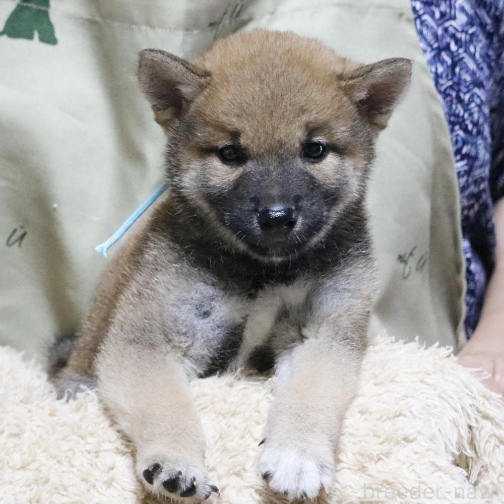 販売中の静岡県の柴犬-391924