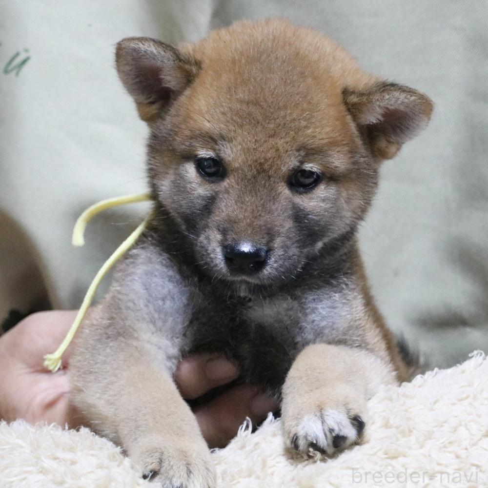 販売中の静岡県の柴犬-391923