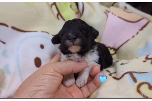 販売中の北海道のトイプードル-396271の5枚目