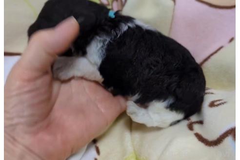 販売中の北海道のトイプードル-396271の3枚目