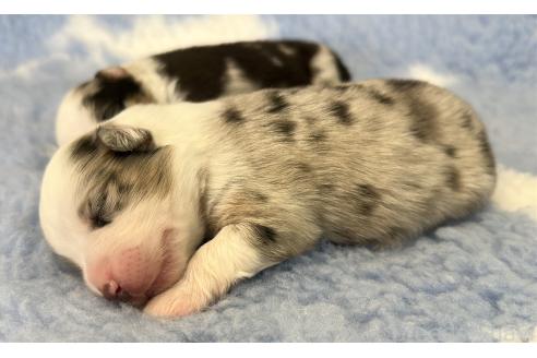 販売中の群馬県のその他の犬種-395150
