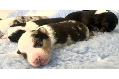 販売中の群馬県のその他の犬種-395150の3枚目