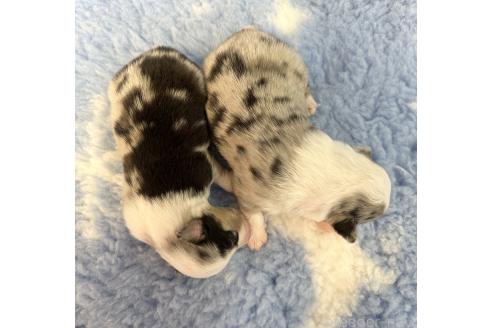 販売中の群馬県のその他の犬種-395150の2枚目