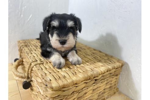 販売中の千葉県のミニチュアシュナウザー-396277の2枚目