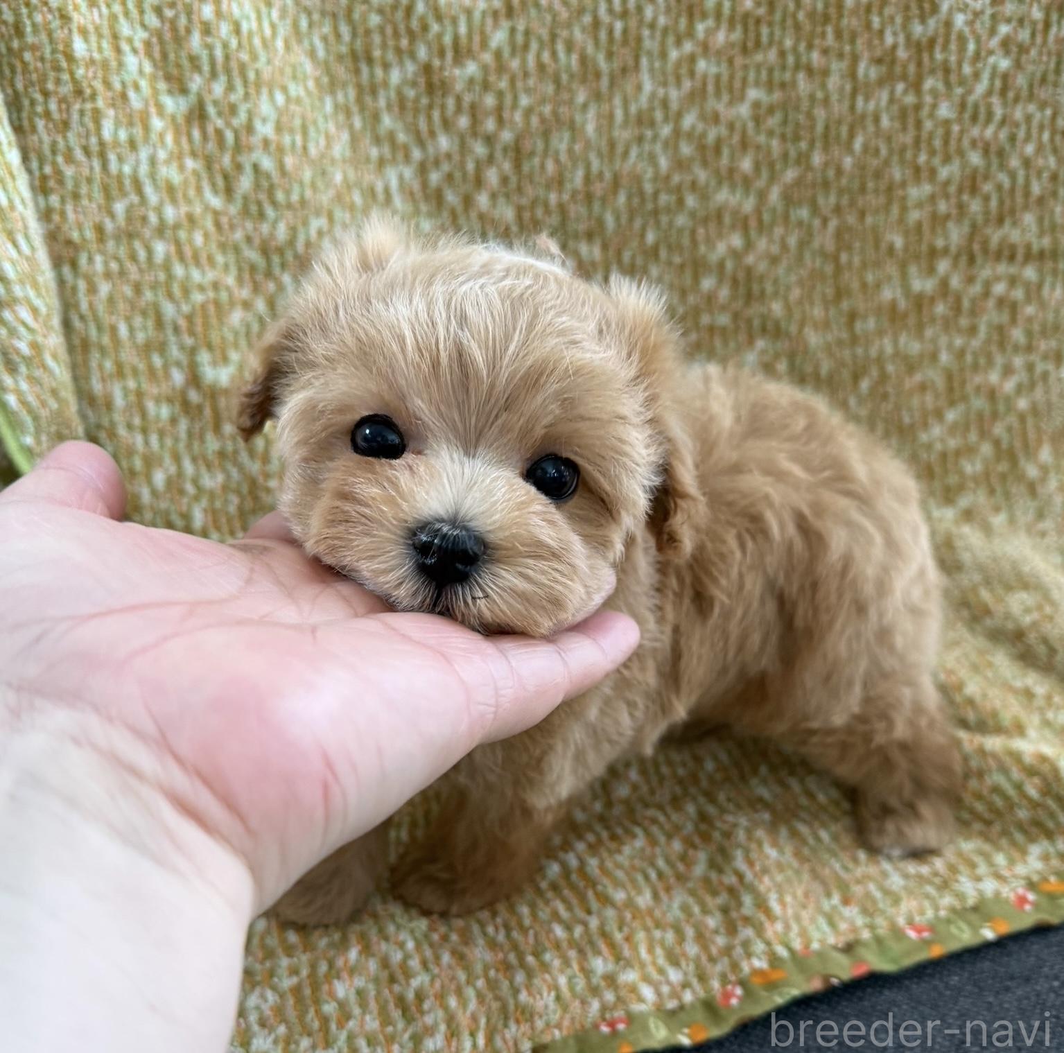 販売中の山形県のミックス犬-396278の5枚目