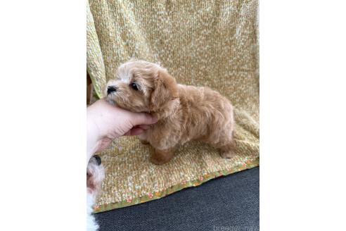 販売中の山形県のミックス犬-396278の4枚目