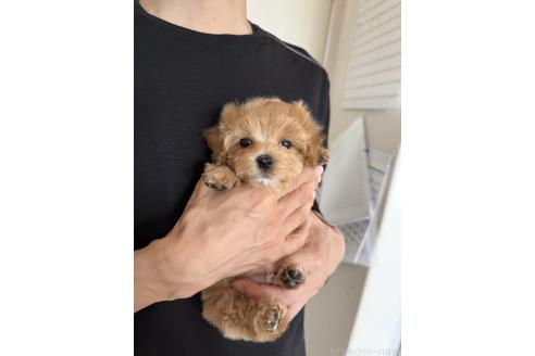 販売中の山形県のミックス犬-396278の2枚目