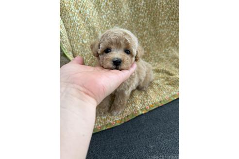 販売中の山形県のミックス犬-396282の5枚目