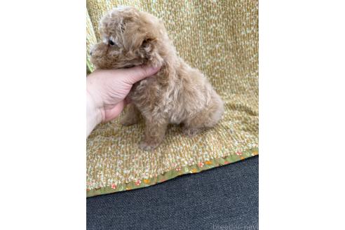 販売中の山形県のミックス犬-396282の4枚目
