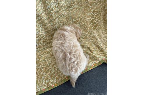 販売中の山形県のミックス犬-396282の3枚目