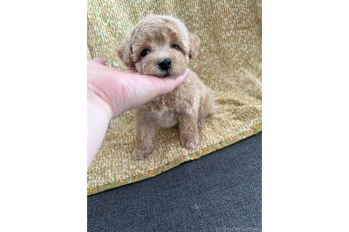 販売中の山形県のミックス犬-396282の2枚目