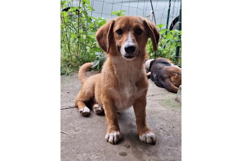 販売中の神奈川県のミックス犬-357382の5枚目
