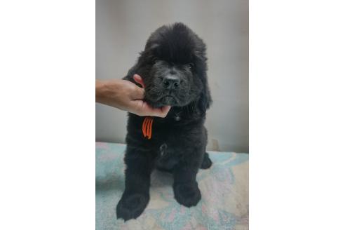 販売中の岡山県のニューファンドランド-392998