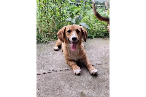 販売中の神奈川県のミックス犬-357382の3枚目