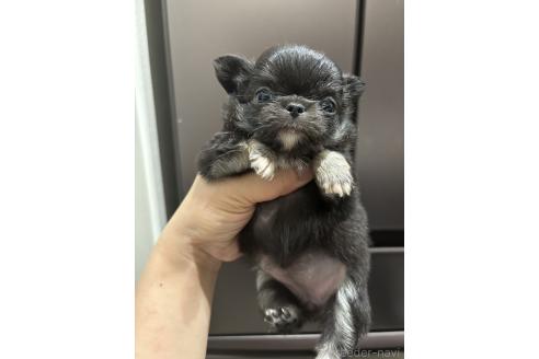 販売中の兵庫県のチワワ(ロングコート)-396285の2枚目